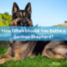 How Often Should You Bathe a German Shepherd? Best Guide.