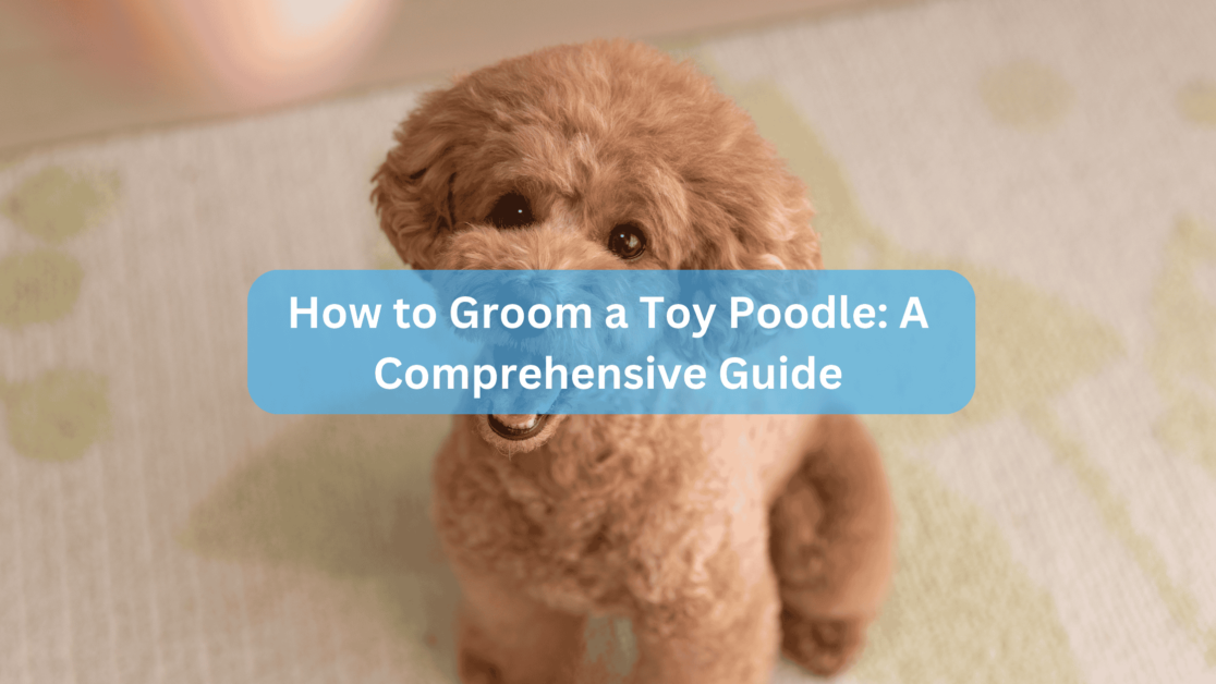 How to Groom a Toy Poodle: A Comprehensive Guide