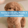 How to Groom a Toy Poodle: A Comprehensive Guide