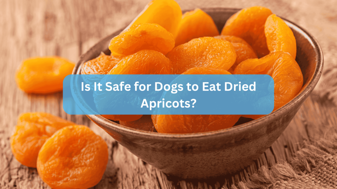 Is It Safe for Dogs to Eat Dried Apricots?