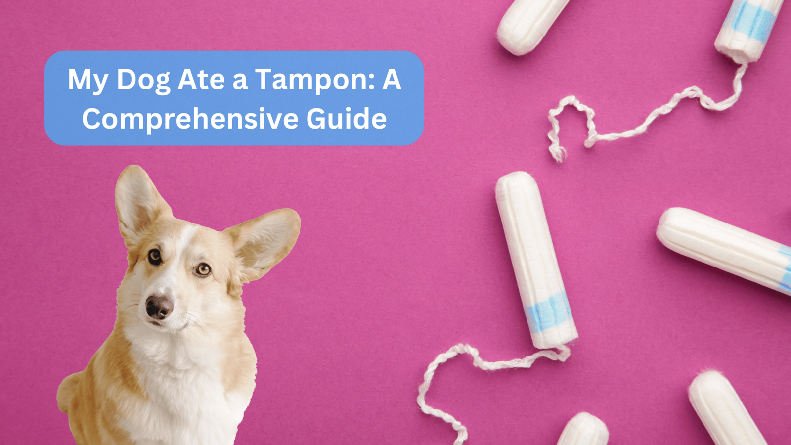 My Dog Ate A Tampon A Comprehensive Guide