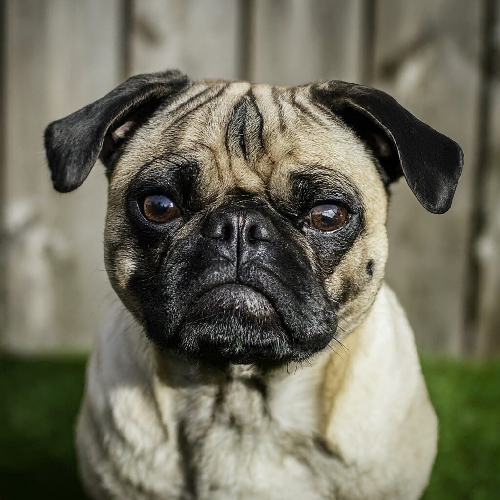 Pug |