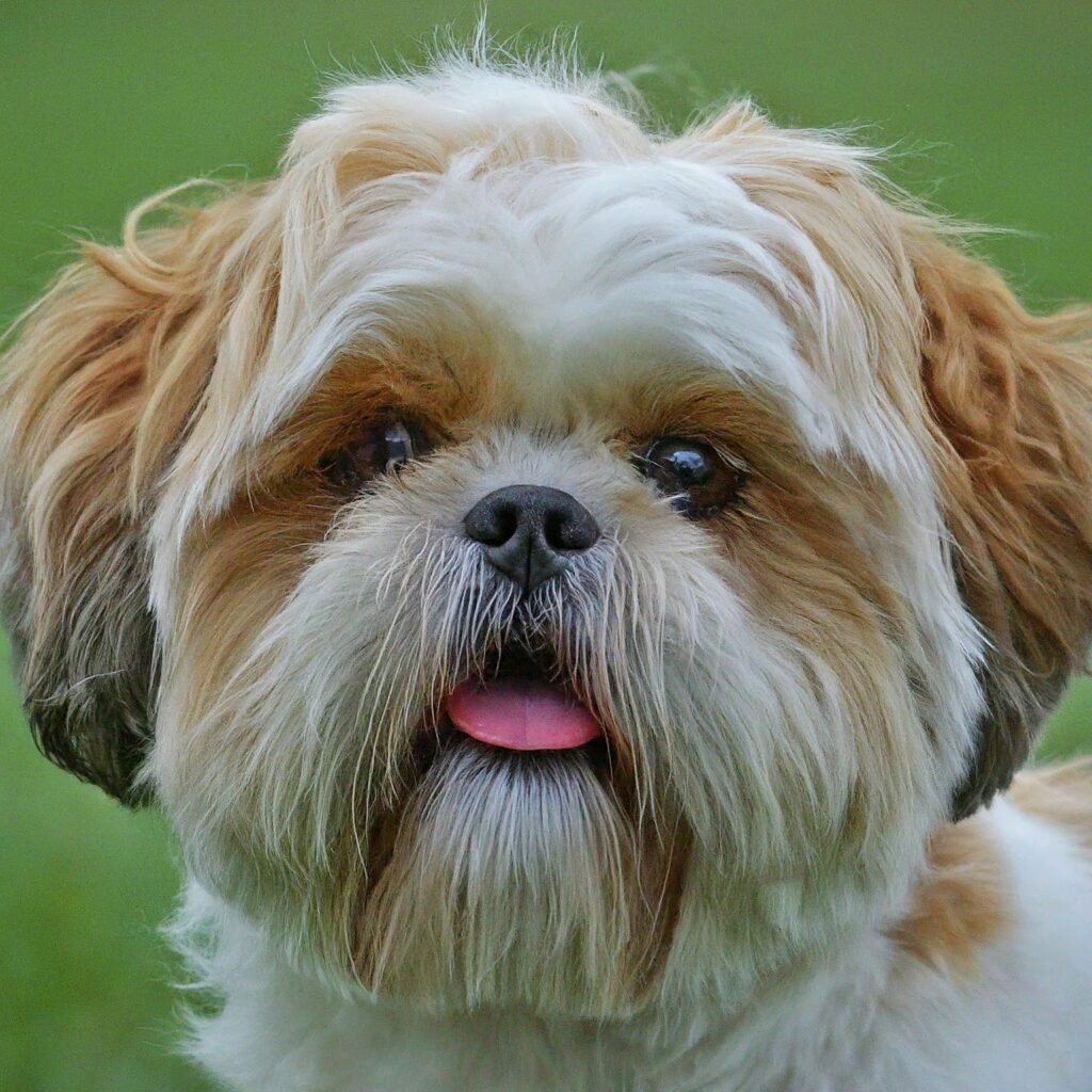 Shih Tzu |