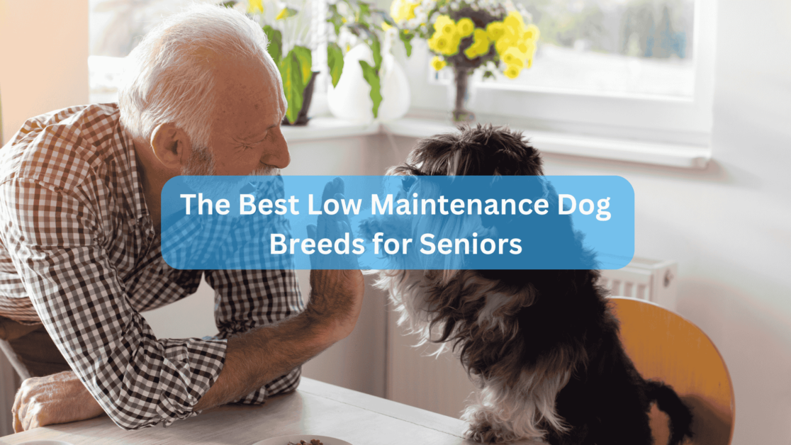 The Best Low Maintenance Dog Breeds for Seniors