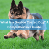 What Is a Double Coated Dog? A Comprehensive Guide.