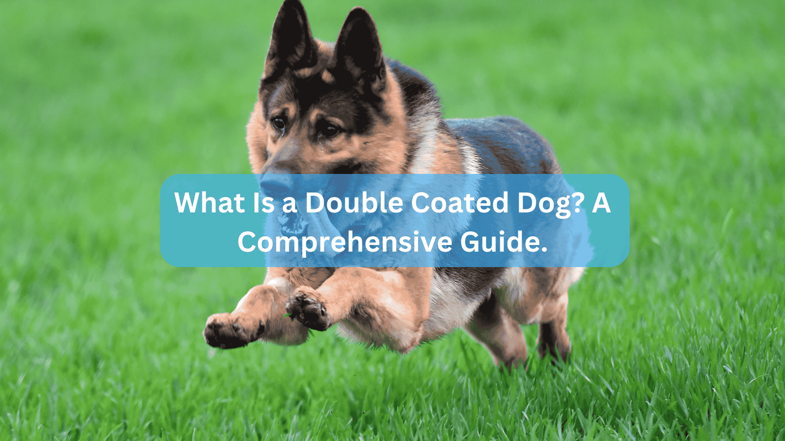 What Is a Double Coated Dog? A Comprehensive Guide.