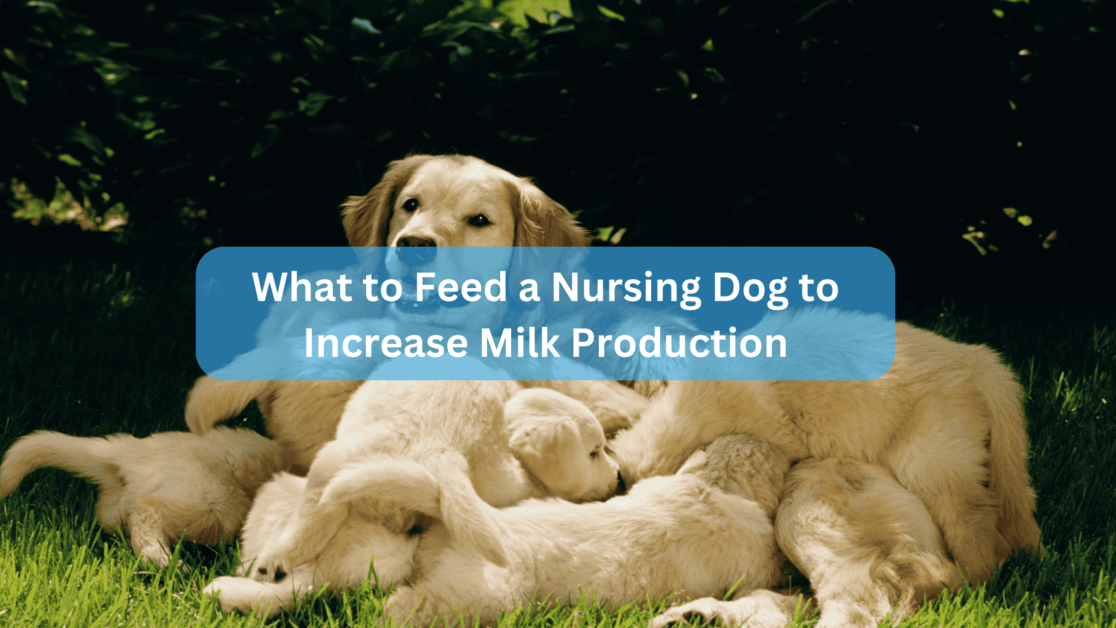 What to Feed a Nursing Dog to Increase Milk Production