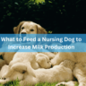 What to Feed a Nursing Dog to Increase Milk Production