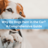 Why Do Dogs Pant in the Car? A Comprehensive Guide