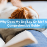 Why Does My Dog Lay On Me? A Comprehensive Guide