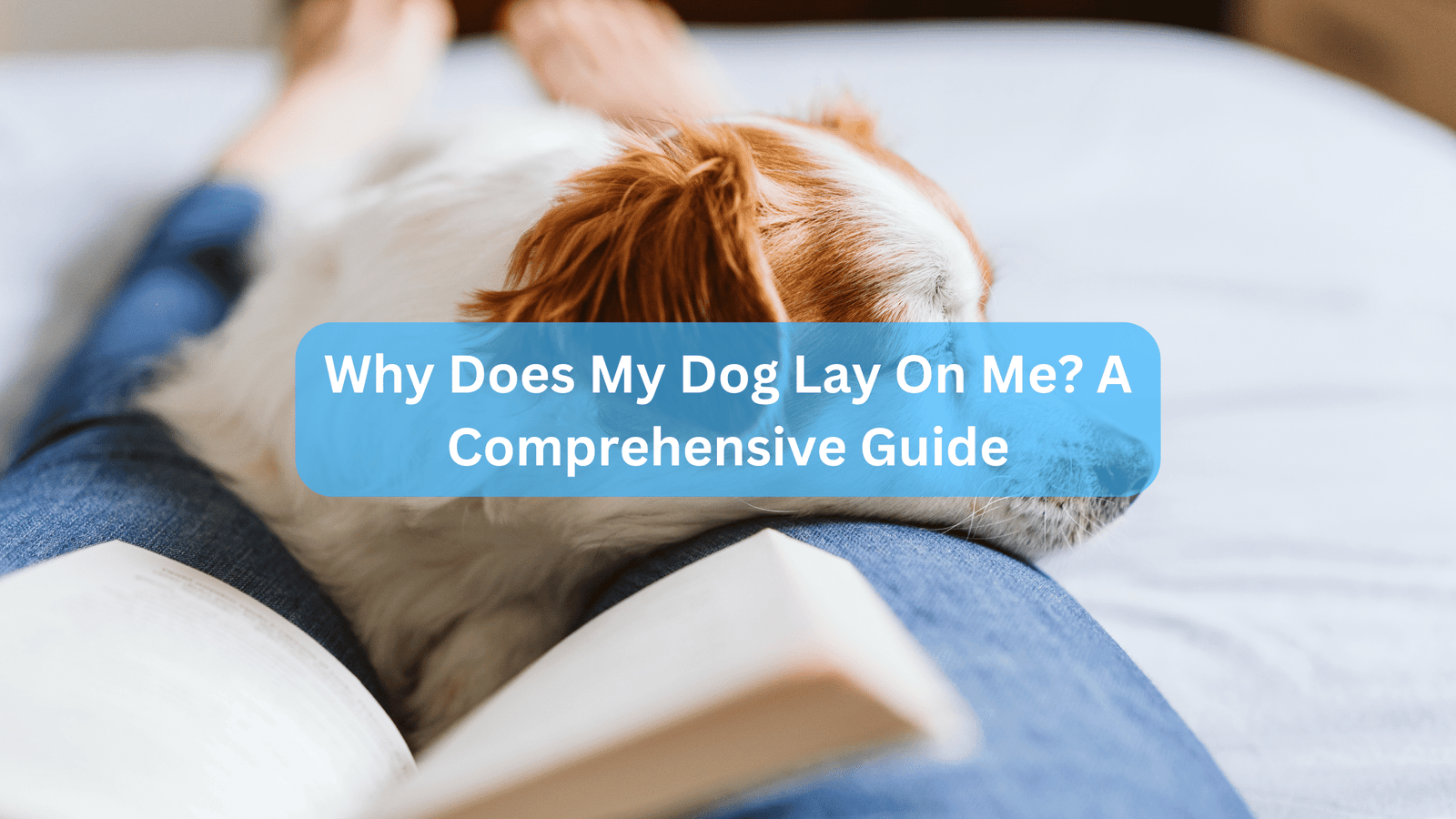 Why Does My Dog Lay On Me? A Comprehensive Guide