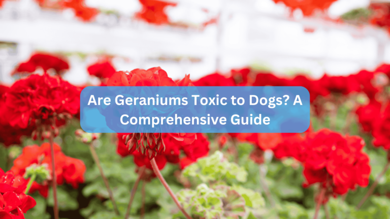 Are Geraniums Toxic to Dogs? A Comprehensive Guide