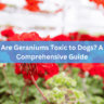 Are Geraniums Toxic to Dogs? A Comprehensive Guide