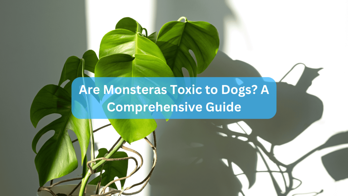 Are Monsteras Toxic to Dogs? A Comprehensive Guide