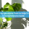 Are Monsteras Toxic to Dogs? A Comprehensive Guide