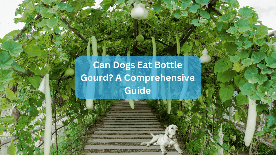 Can Dogs Eat Bottle Gourd? A Comprehensive Guide