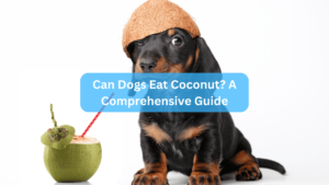 Can Dogs Eat Coconut? A Comprehensive Guide