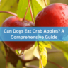 Can Dogs Eat Crab Apples? A Comprehensive Guide