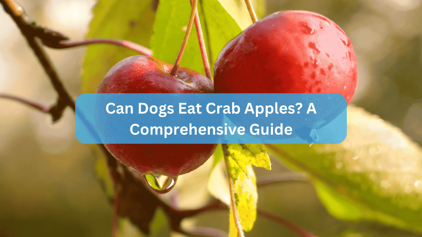 Can Dogs Eat Crab Apples? A Comprehensive Guide