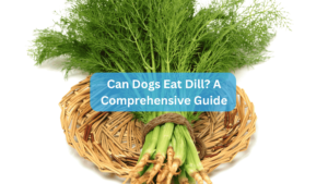 Can Dogs Eat Dill? A Comprehensive Guide