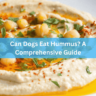 Can Dogs Eat Hummus? A Comprehensive Guide