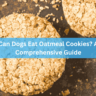 Can Dogs Eat Oatmeal Cookies A Comprehensive Guide