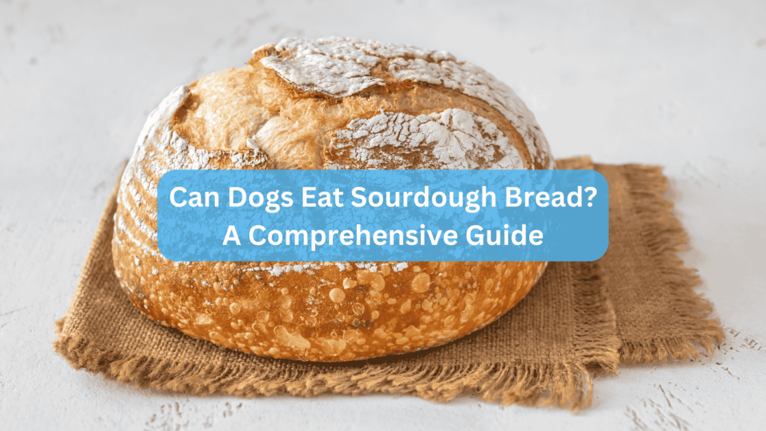 Can Dogs Eat Sourdough Bread? A Comprehensive Guide