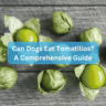 Can Dogs Eat Tomatillos? A Comprehensive Guide