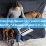 Can Dogs Sense Depression and Anxiety? A Comprehensive Guide