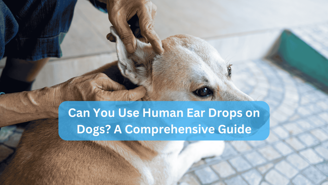 Can You Use Human Ear Drops on Dogs? A Comprehensive Guide