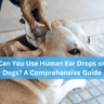 Can You Use Human Ear Drops on Dogs? A Comprehensive Guide