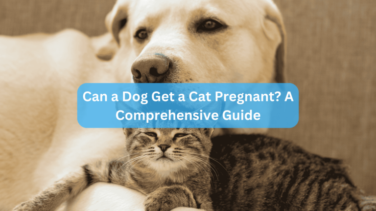 Can a Dog Get a Cat Pregnant? A Comprehensive Guide