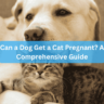 Can a Dog Get a Cat Pregnant? A Comprehensive Guide