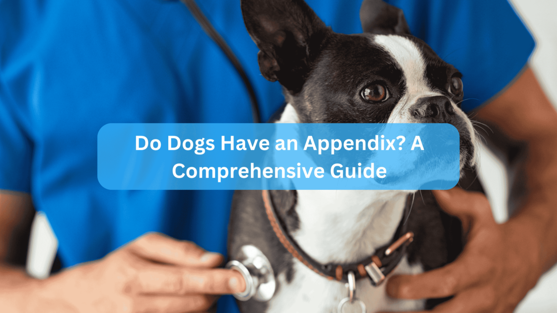 Do Dogs Have an Appendix? A Comprehensive Guide