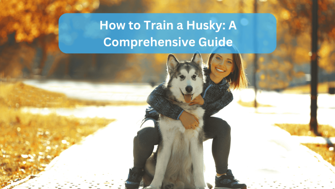 How to Train a Husky: A Comprehensive Guide