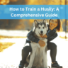 How to Train a Husky: A Comprehensive Guide