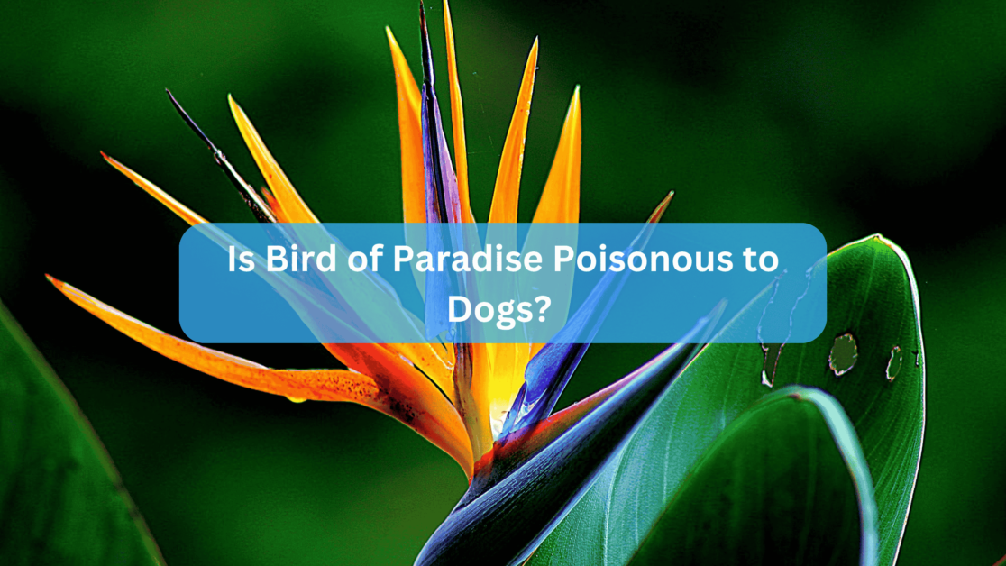 Is Bird of Paradise Poisonous to Dogs?