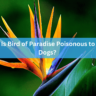 Is Bird of Paradise Poisonous to Dogs?