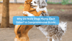 Why Do Male Dogs Hump Each Other? A Comprehensive Guide.