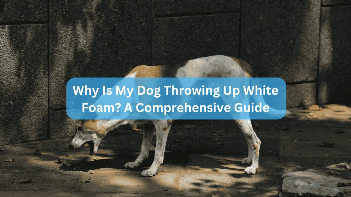 Why Is My Dog Throwing Up White Foam? A Comprehensive Guide