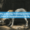 Why Is My Dog Throwing Up White Foam? A Comprehensive Guide