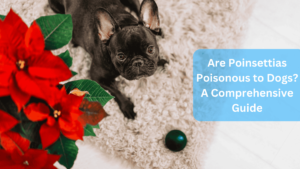 Are Poinsettias Poisonous to Dogs? A Comprehensive Guide