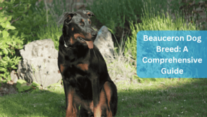 Beauceron Dog Breed: A Comprehensive Guide