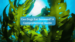 Can Dogs Eat Seaweed? A Comprehensive Guide