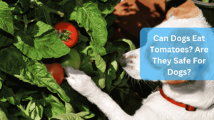 Can Dogs Eat Tomatoes? Are They Safe For Dogs?
