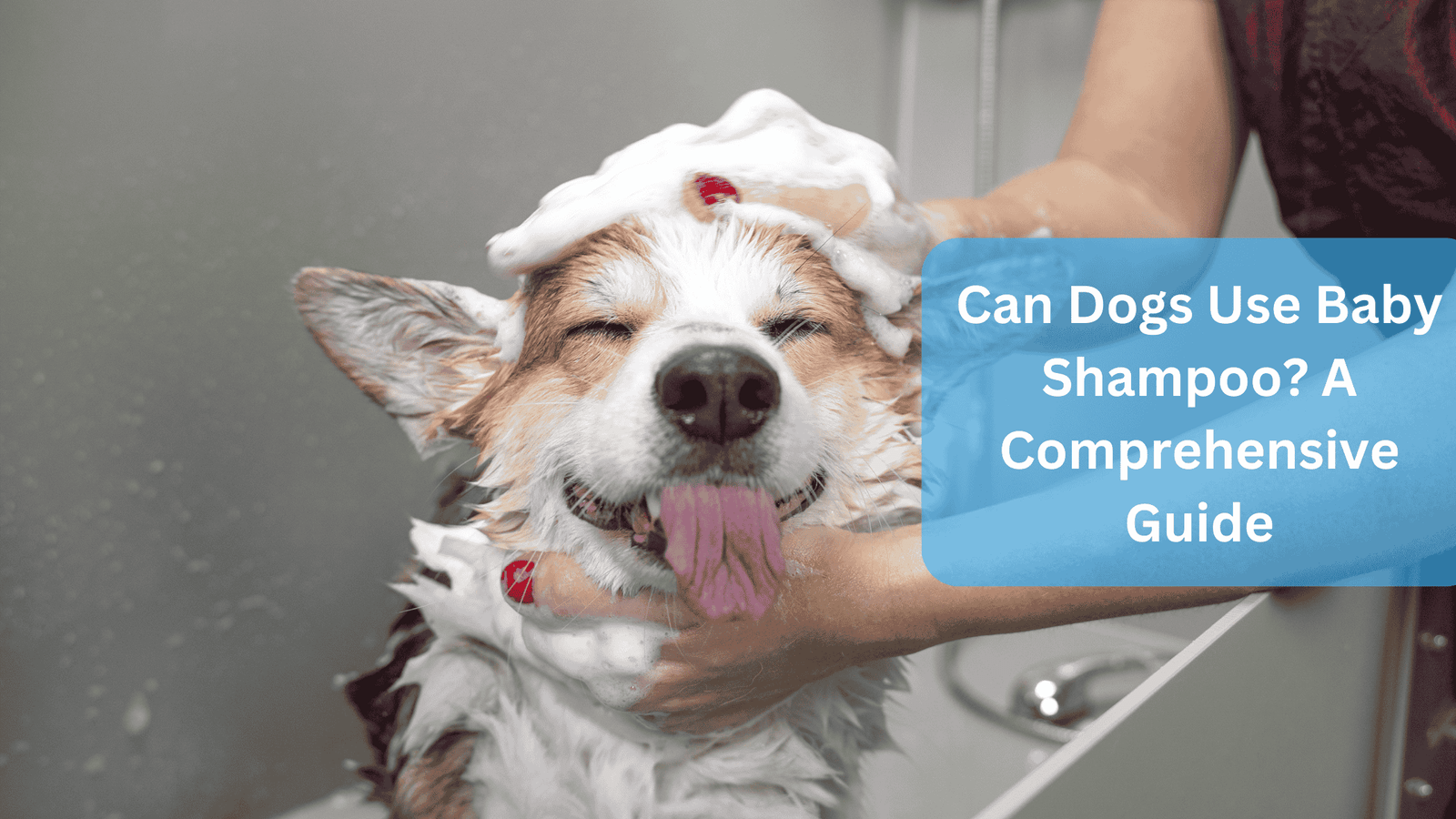 Can Dogs Use Baby Shampoo? A Comprehensive Guide
