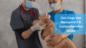 Can Dogs Use Neosporin? A Comprehensive Guide