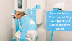 How to Make a Constipated Dog Poop Quickly: A Comprehensive Guide