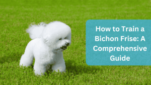 How to Train a Bichon Frise A Comprehensive Guide