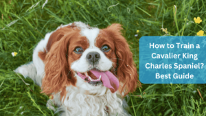 How to Train a Cavalier King Charles Spaniel? Best Guide